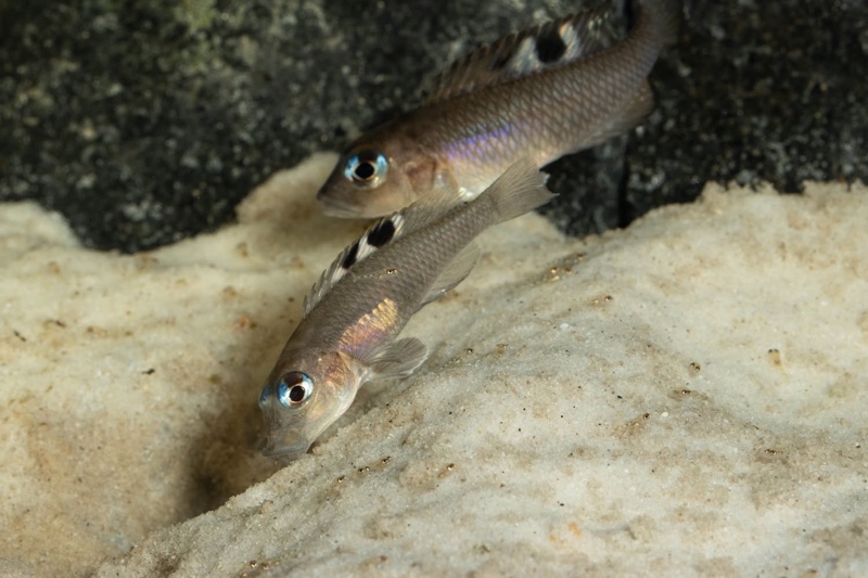 Lamprologus kungweensis 'Burton Bay'